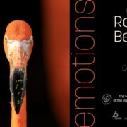 emoții-prima-expoziție-fotografică-despre-emoțiile-vieții-sălbatice2