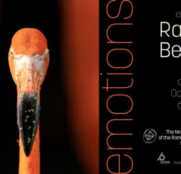 „Emoții”, prima expoziție fotografică despre emoțiile vieții sălbatice 9 emoții-prima-expoziție-fotografică-despre-emoțiile-vieții-sălbatice2