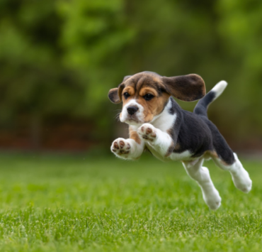 Top 5 cele mai irezistibile rase de câini 10 top-5-cele-mai-irezistibile-rase-de-câini