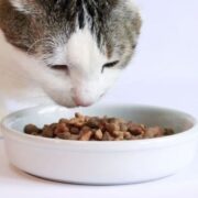 blogbannerforwebsitecontent