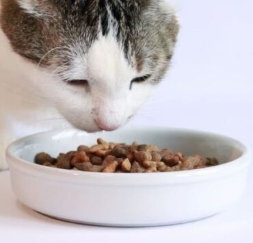 Când este momentul să schimbi alimentația pisicii tale: Ghid complet 9 blogbannerforwebsitecontent