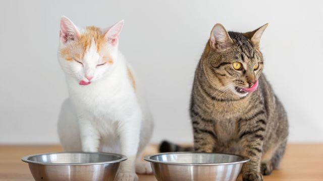 Când este momentul să schimbi alimentația pisicii tale: Ghid complet 3 blogbannerforwebsitecontent1
