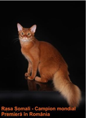 Campion mondial din rasa Somali