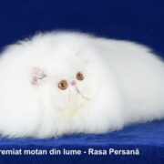 Cel mai premiat motan din lume