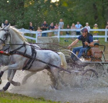 Karpatia Horse Show 2024 începe mâine: spectacol ecvestru pe Domeniul Cantacuzino 9 Karpatia coperta
