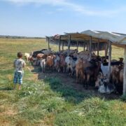 Povestea lui Ilie 2 1