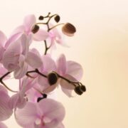 orhidee