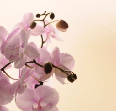 orhidee
