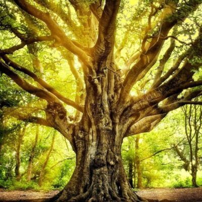 Spiritul are nevoie de Materie pentru a se revela Sie însuși 3 copac 2