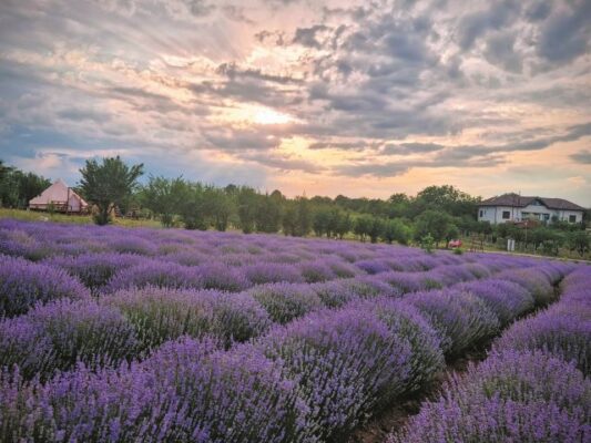 Livada cu Lavandă: Un vis împlinit în doi, un vis dăruit tuturor 3 livada 3