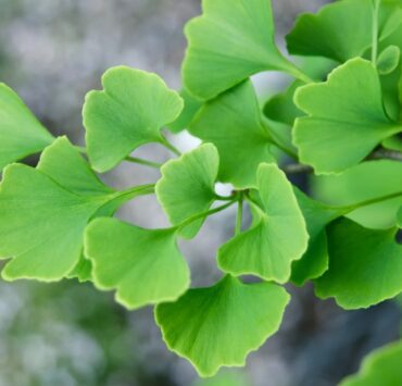 Ginkgo Biloba sau promisiunea că-ți vei aminti PIN-ul 7 ginko 2