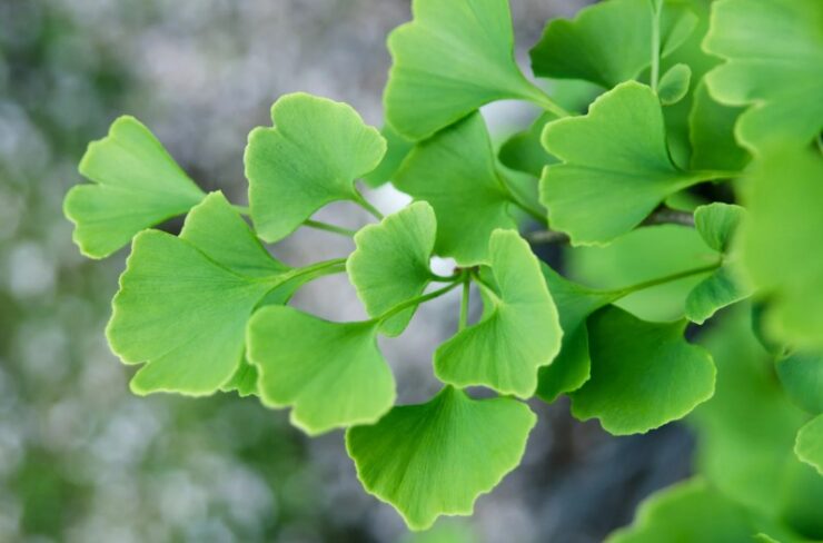 Ginkgo Biloba sau promisiunea că-ți vei aminti PIN-ul 20 ginko 2