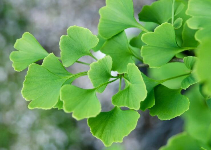ginko 2