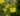 hypericum 2