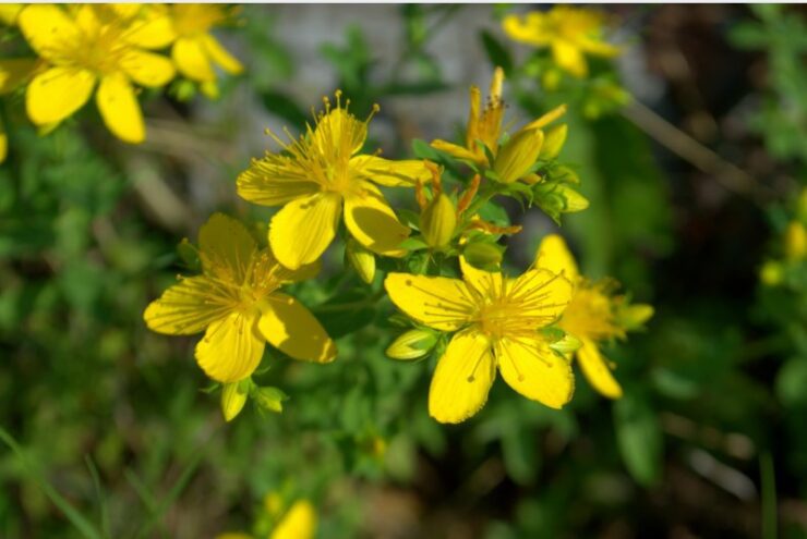 Sunătoarea, old school cu stil 27 hypericum 2