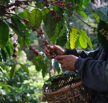 Nespresso devine prima companie care primește certificarea Rainforest Alliance