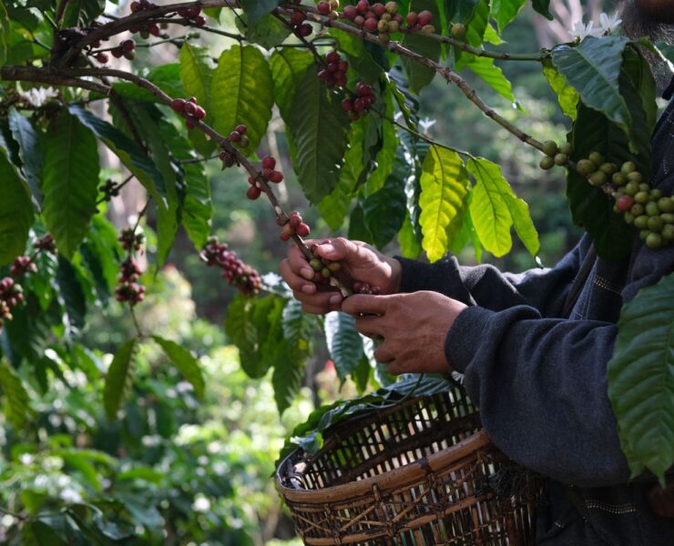 Nespresso devine prima companie care primește certificarea Rainforest Alliance