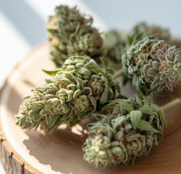 Cadrul legal pentru canabisul în România