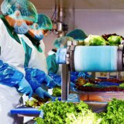 Eisberg, un reper privind securitatea alimentară a salatelor gata de consum