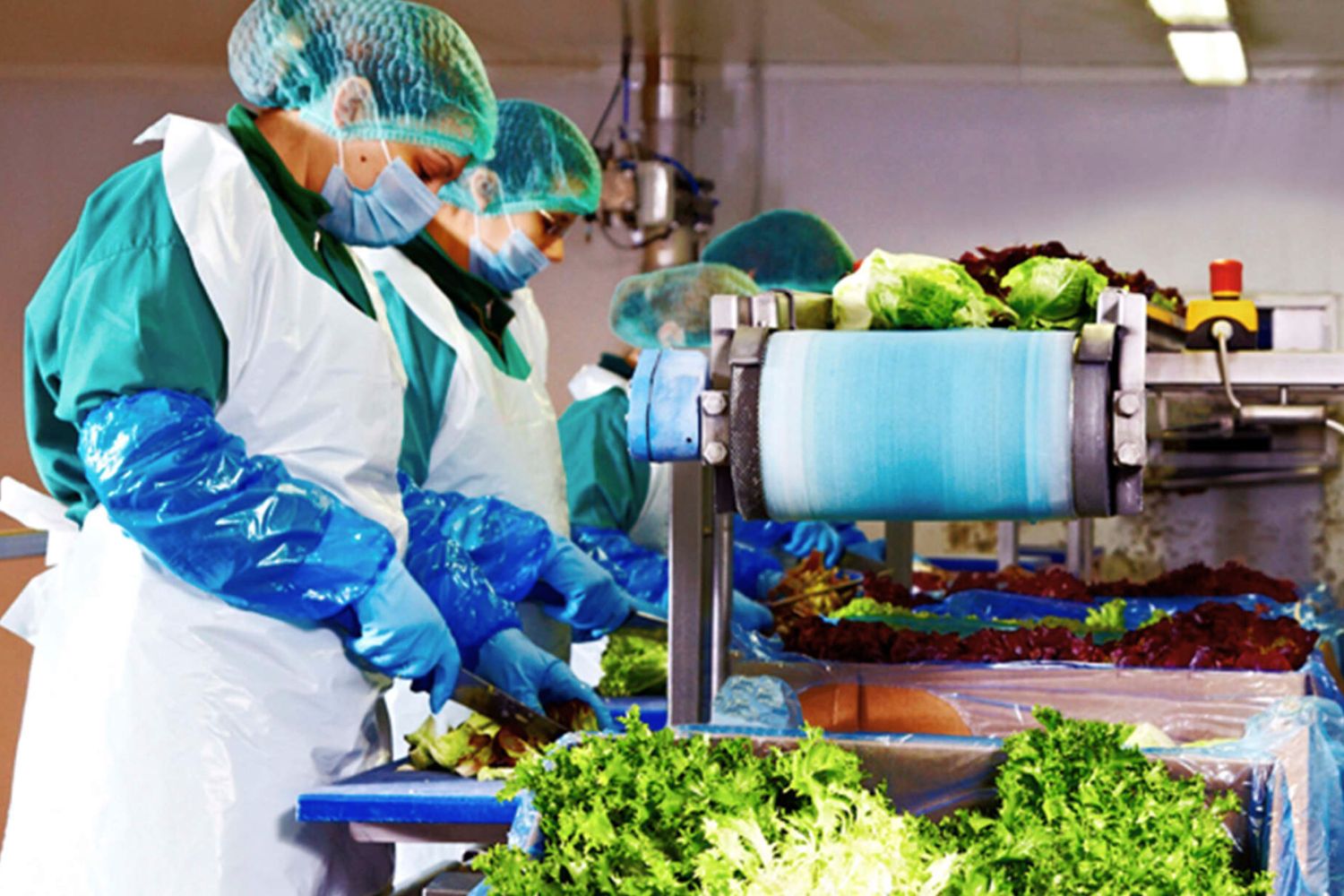 Eisberg, un reper privind securitatea alimentară a salatelor gata de consum